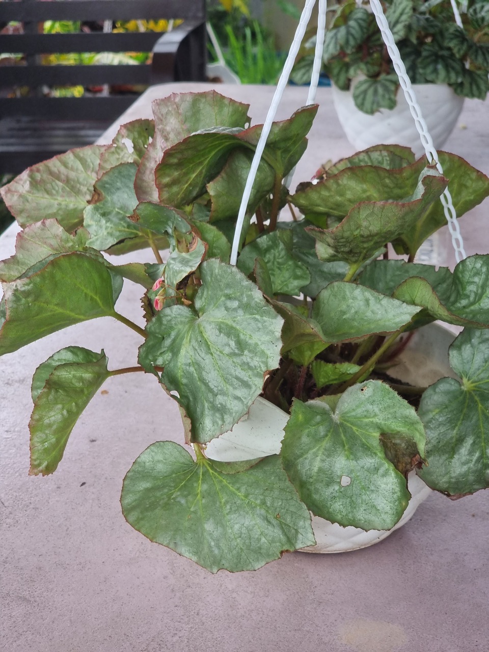 B. ‘Scales of Bakunawa’